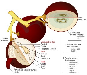 Анатомическая схема трех виноградин на стеблях. Два винограда показаны в поперечном сечении, все их внутренние части отмечены. 