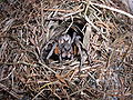 Wolf Spider with his new and colorfull skin