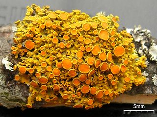 <i>Gallowayella hasseana</i> Species of lichen