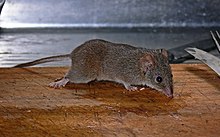 Gelbfuß-Antiechinus - antechinus-Flavipes.jpg