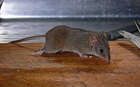 Antechinus flavipes