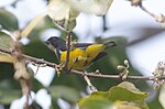 Thumbnail for Yellow-bellied flowerpecker