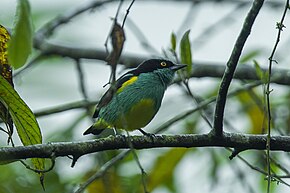 Kuvan kuvaus Keltainen tuftattu Dacnis - Etelä-Ecuador S4E9081 (22856168007) .jpg