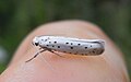 Bird-cherry Ermine