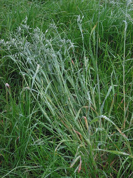 File:Zachte dravik Bromus mollis bloeiende plant.jpg