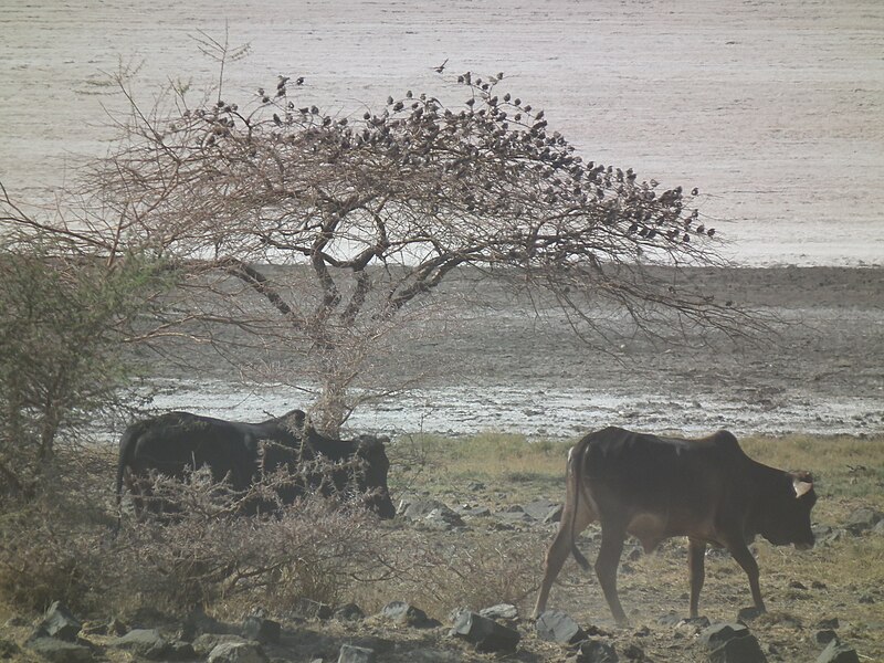 File:Zebu Bos taurus indicus in Tanzania 2254 Nevit.jpg