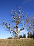 Pedunculate oak in two, Zietner oak