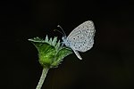 Zizula hylax-Thekkady-2016-12-03-001.jpg