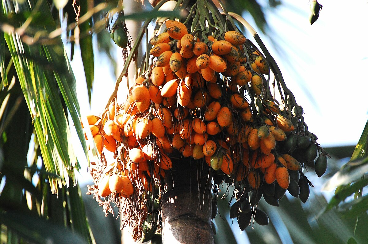 Бетелевая Пальма (Areca catechu)