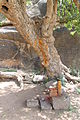 "A holy tree infront of cave temple for Siva".JPG