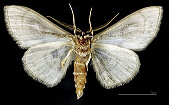 (MHNT) Problepsis ocellata - Cirali Turkey - Male ventral.jpg