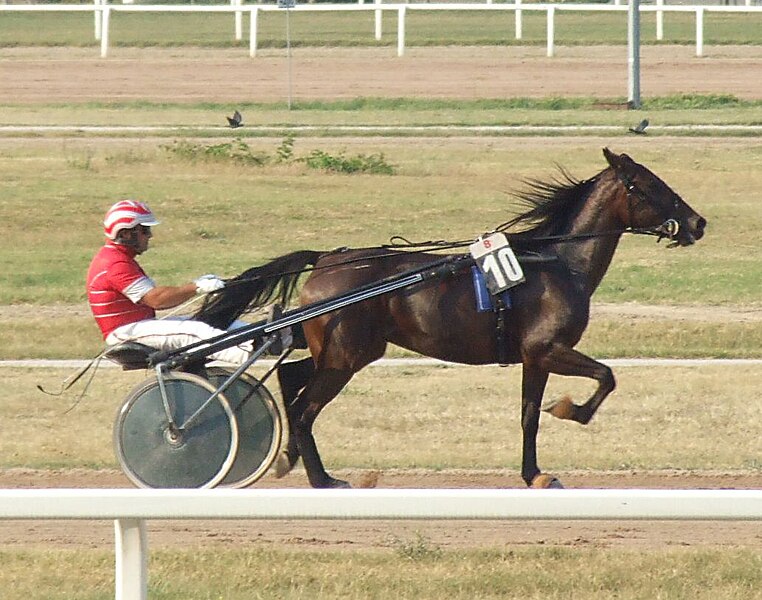 File:Ügető Magyar Derby 2009 Motiváló.jpg