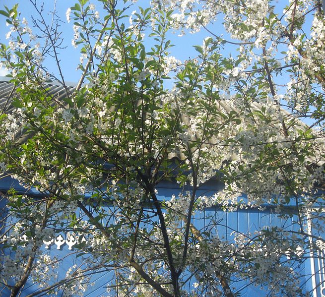 File:Во дворе цветёт вишня - panoramio.jpg