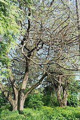 Вікові дерева софори японської 01.JPG