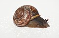 * Nomination Snail (please, help me to recognise specie). #!George Shuklin 19:14, 9 July 2009 (UTC) * Decline I like the neutral white backgroud with the waterdrops, but unfortunately way too shallow DOF -- H005 10:32, 11 July 2009 (UTC)