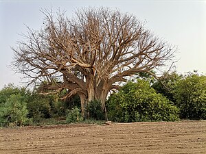 Ein alter Baum an einem Ackerrand im Sudan