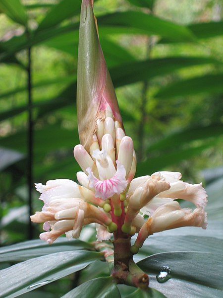 File:益智 Alpinia oxyphylla -香港嘉道理農場 Kadoorie Farm, Hong Kong- (9240152570).jpg