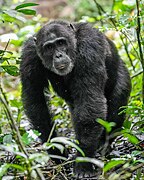 Pan troglodytes (Chimpanzee), alpha male, walking