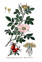 Vignette pour Rosa canina