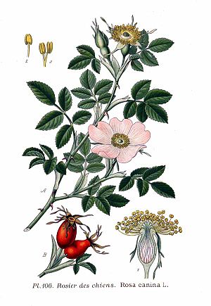 Rosa Canina: Descripción, Distribución y hábitat, Historia