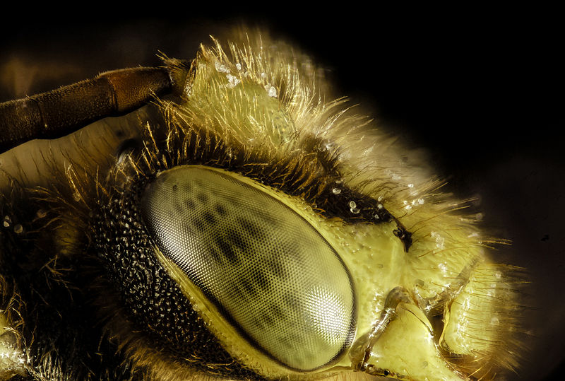 File:10x Nomada eye 2015-04-13-17.41.16 ZS PMax (16519118423).jpg