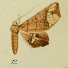 12-Episparis fenestrifera Bryk, 1915. JPG