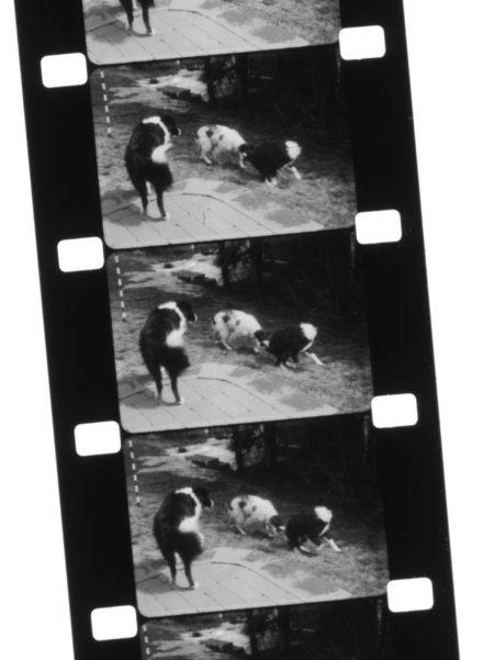 16 mm black and white reversal silent home movie on double perforation film stock