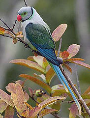 Malabar blue-winged parakeet (Psittacula columboides)