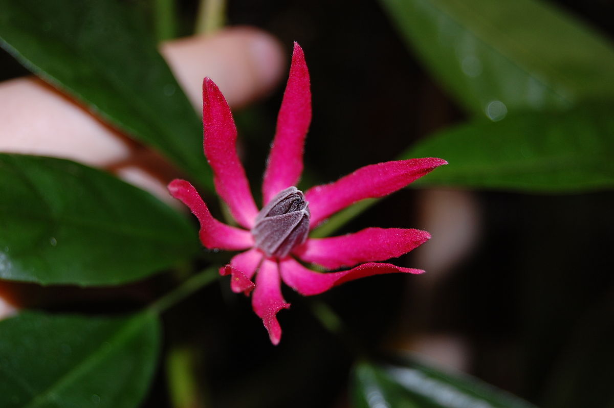 Goethea strictiflora