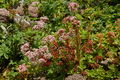 4 Sedum + Sempervivum + Potentilla?