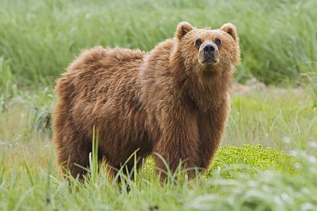 Günümüzde yaşayan boz ayı türleri arasında vücut olarak en büyük tür olan Alaska boz ayısı (Ursus arctos middendorffi). Fotoğraf, Amerika Birleşik Devletleri'nin Alaska eyaletindeki Kodiak Ulusal Vahşi Yaşam Sığınağı'nda çekilmiştir (Temmuz 2010) (Üreten: Yathin S Krishnappa)