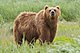 2010-kodiak-bear-1.jpg