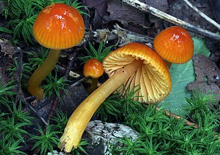 <i>Gliophorus perplexus</i> Species of fungus