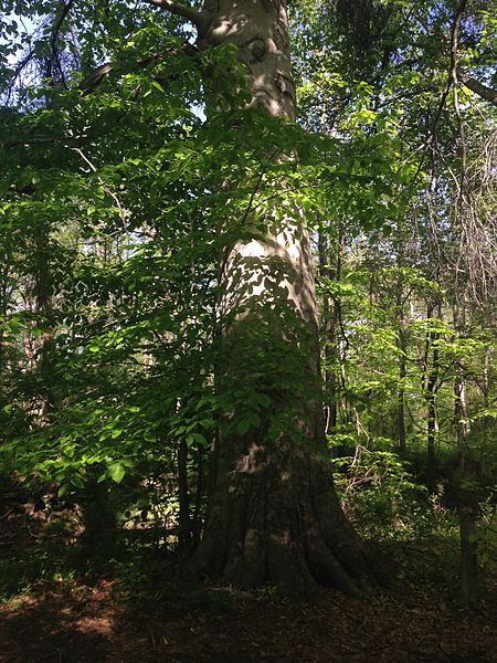 File:2014-05-12 08 56 48 Large American Beech adjacent to the Blue Trail within Drexel Woods in Lawrence Township, New Jersey.JPG