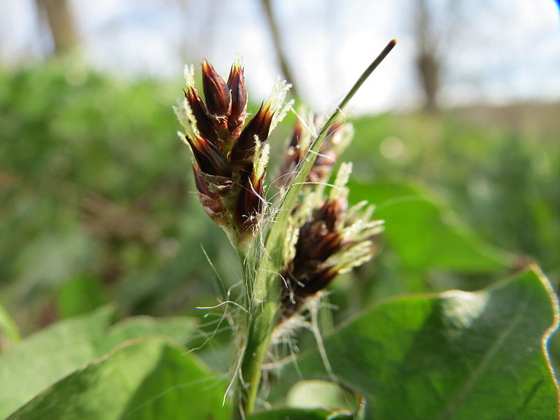 File:20150410Luzula campestris1.jpg