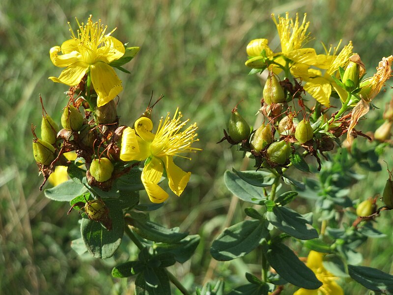 File:20150831Hypericum perforatum2.jpg