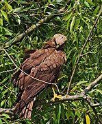 2017.07.19.-04-Grosser Glubigsee-Wendisch Rietz--Rohrweihe-Weibchen.jpg