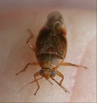 Agnocoris reclairei 2017 06 20 Agnocoris reclairei2.jpg