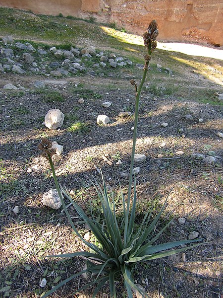 File:2018-02-25 Summer asphodel (Asphodelus aestivus), Paderne (2).JPG