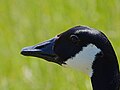 Kanadagans - Branta canadensis