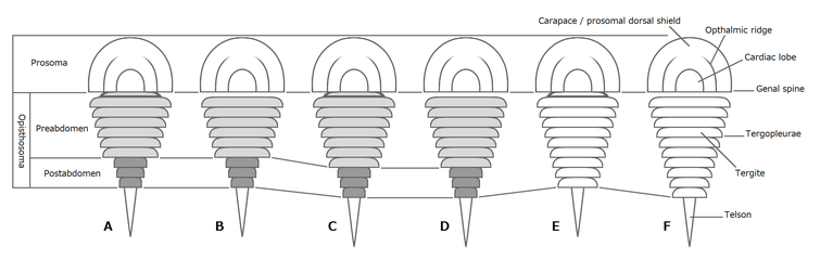 ハラフシカブトガニ類の後体の分化様式