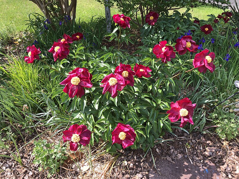 File:2021-05-17 15 46 18 A Peony with red flowers along Indale Court in the Franklin Farm section of Oak Hill, Fairfax County, Virginia.jpg