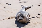 Seals at Horsey Dunes in Norfolk, United Kingdom.