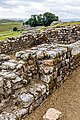 A view of Housesteads Roman Fort along Hadrian's Wall in the United Kingdom.