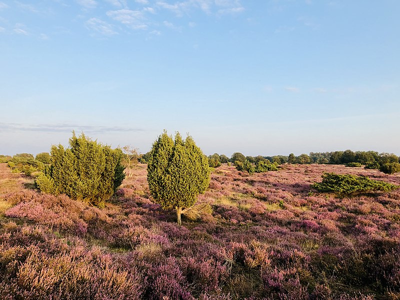 File:20210907 Drouwenerzand bloeiende heide2.jpeg