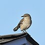 Thumbnail for File:202403081739 northern mockingbird south meadows PD202963.jpg