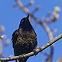 Thumbnail for File:20240422 common grackle south meadows PD209667.jpg