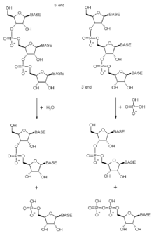 Reaction diagrams for both hydrolytic (left) and phosphorolytic (right) 3' end degradation of RNA. 3' RNA degradation.png