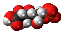 Space-filling model of the 6-phosphogluconic acid anion{{{画像alt1}}}