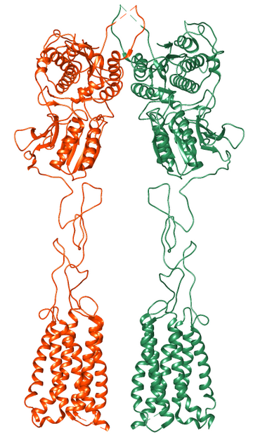 Metabotropic glutamate receptor 7